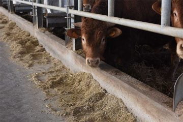 Krava u kabini za kravu